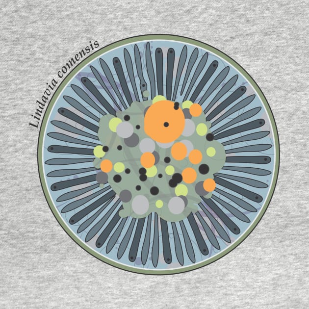 Diatom - Lindavia comensis (scientific) by DiatomsATTACK